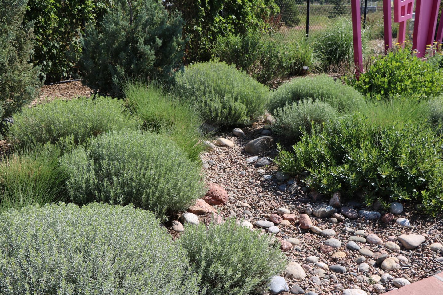 Baby blue rabbitbrush